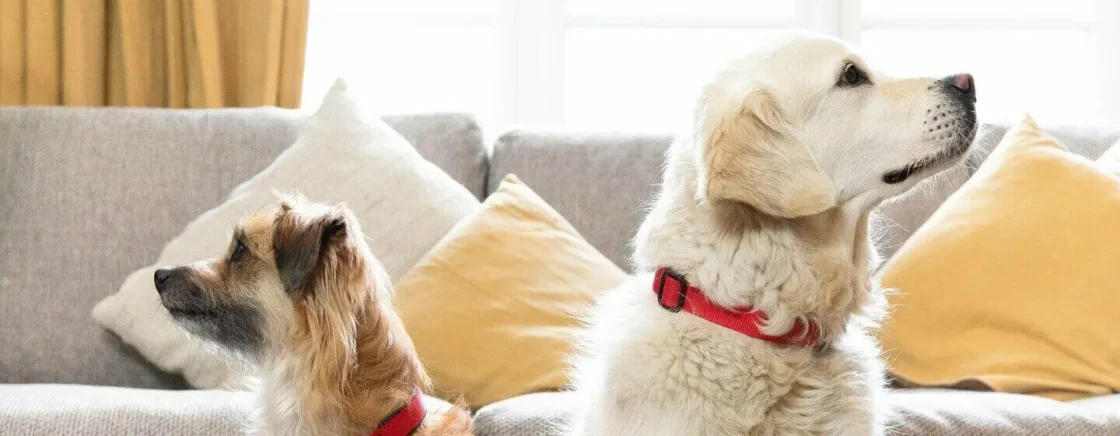 Doi câini pe canapea, un golden retriever și un câine mic, privind curioși în jur